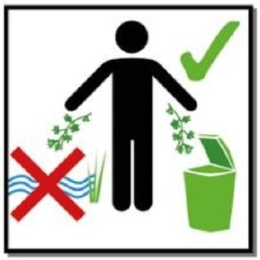 Verspreidbladige waterpest